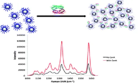 Figure 9. (top) Aggregation resulting from the interaction between ConA and the glyconanoparticles