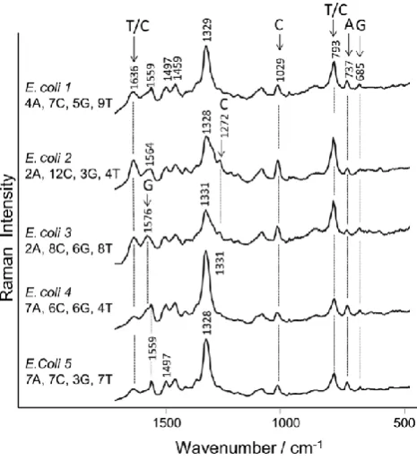 Figure 1. SERS spectra of five single stranded DNA sequences corresponding to five different strains of E
