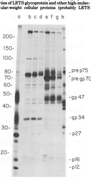 FIG. 4.columnsimatetheColumnColumn Densitometer scans of the upper portion of d, e, f, and g of the gel shown in Fig