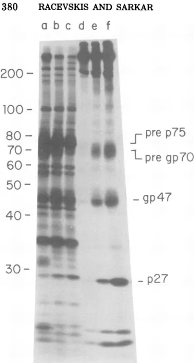 Fig. 7bthe and c, respectively. It can be seen that pre gp7O and pre p75 precursors were barelydetectable after the long chase period