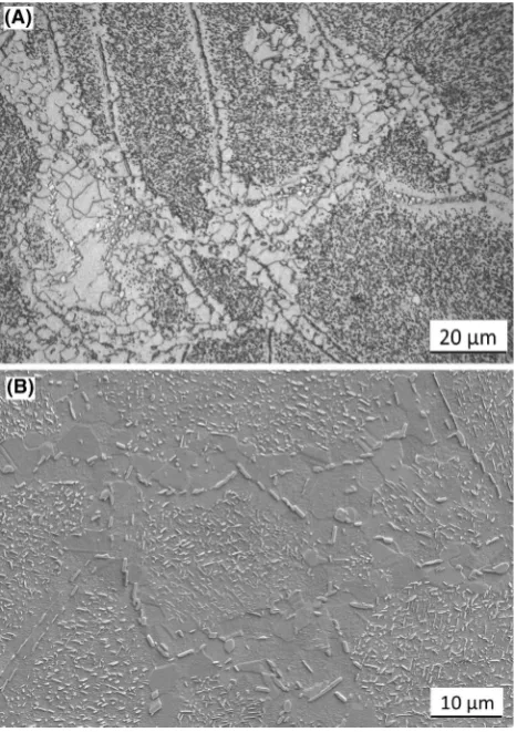 Fig. 8 Microstructure evolution in Type III starting microstructuredeformed at 990 �C, 0.3 s-1 to ﬁnal true strains of a 0.4 and b 0.9