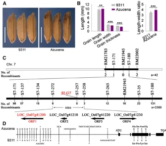 Figure 1 Mapping of SLG7. (A) Grain pheno-