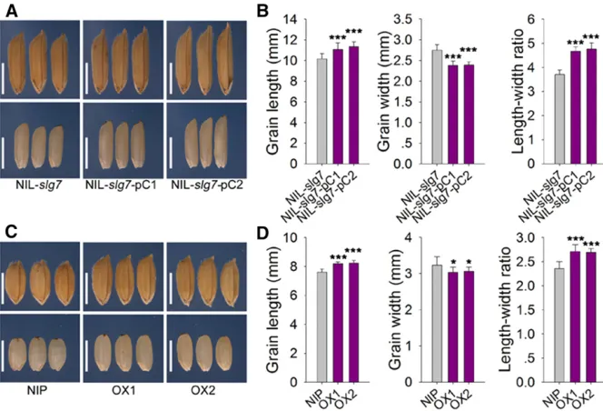 Figure 2 Complementary test and overexpres-icant at(top) and brown rice grains (bottom) of over-expression plants