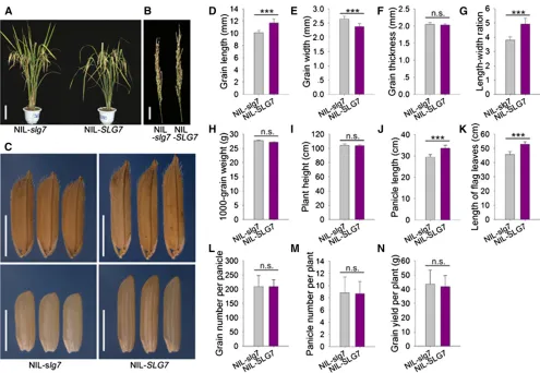 Figure 4 Comparison of the agronomic traits in NIL-Lengthper plant. (N) Grain yield per plant