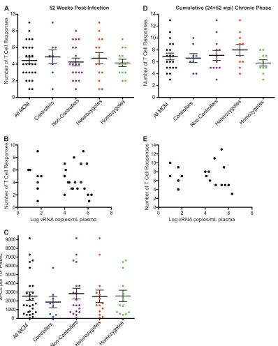 FIG 2 The number and strength of T cell responses detected by IFN-responses in 20 MCM separated into controller, noncontroller, homozygote, and heterozygote populations