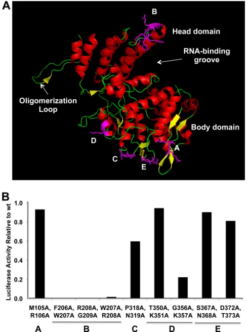 FIG 1 Identiﬁcation of an NP sequence required for viral RNA synthesis. (A)The crystal structure of NP (28)