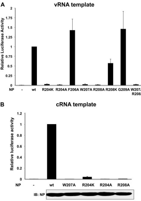 FIG 2 Activity of the NP loop mutants in the vRNA- and cRNA-templatedminigenome assays