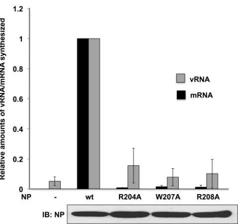 FIG 3 Relative amounts of vRNA and mRNA produced by the NP mutants inThe amounts of the vRNAs and mRNAs produced by the mutant NPs areshown relative to the amounts produced by the wt NP