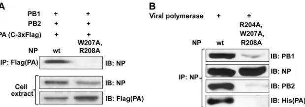 FIG 5 Mutant NP does not bind to the viral polymerase. (A) Transfection assay. 293T cells were transfected with the indicated PB1, PB2, and PA plasmids andwt or triple-mutant (R204A, W207A, and R208A) NP