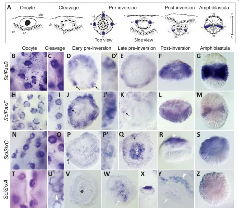 Figure 2 Expression of Sycon Pax and Six genes during embryogenesis. A, Summary of embryogenesis in Sycon, with consecutive stagesdepicted from left to right: oocyte, cleavage, pre-inversion, post-inversion, larva
