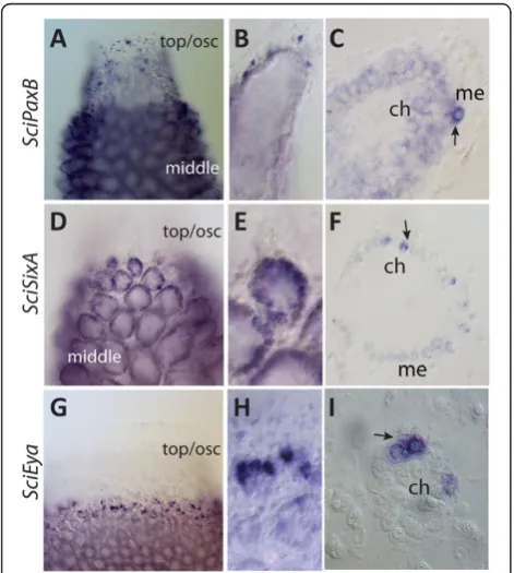 Figure 3 Expression ofthe radial chambers, but not choanocytes located in the upperregion remaining in asconoid organization