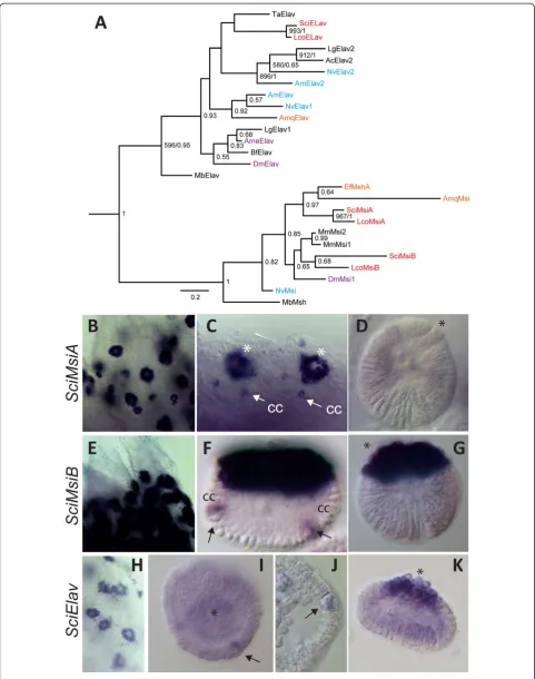 Figure 4 (See legend on next page.)