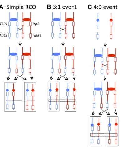 Figure 7 Examples of microarrays showing simple crossovers, crossoversthe red and blue lines represent hybridization to W303-1A-speciYJM789-speciconversion tract associated with the crossover