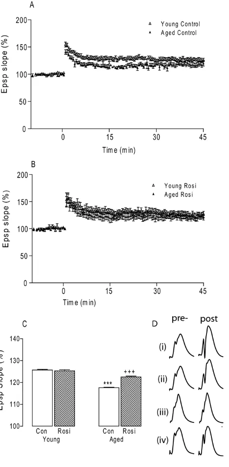 Fig. 3. (A) LTP in perforant path-granule cell synapses in urethane-anesthetized rats was reduced in aged control-treated rats compared withLine graphs show representative epsps pre-HFS and of the last 10 minuteof recordings for (i) young control, (ii) you