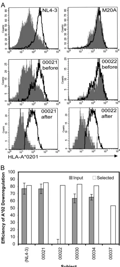 FIG 6 CTL-selected Nef sequences have preserved MHC-I downregulatoryfunction. Levels of A*0201 on the surface of cells infected with reporter virusescarrying input versus CTL-selected Nef quasispecies were measured by ﬂowcytometry
