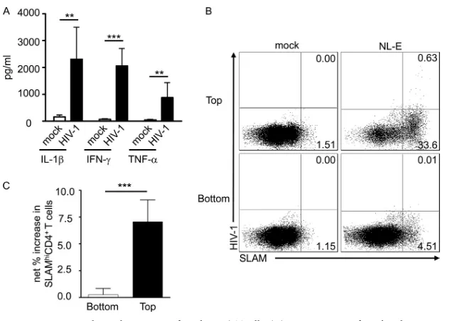 FIG 5 Role of cell-to-cell contact in SLAM upregulation on HIV-1-infected CD4anti-LFA-3 MAbs
