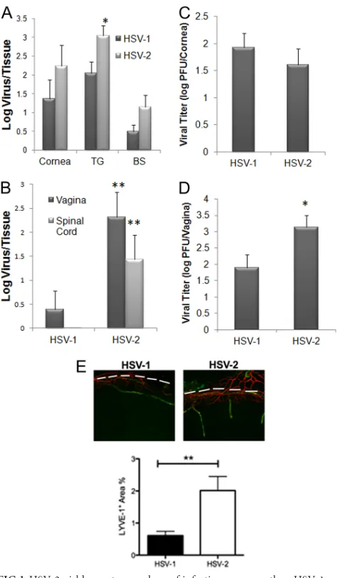 FIG 2 HSV-2-infected mice show a deﬁciency in the number of HSV-speciﬁcparing HSV-1 to HSV-2 groups for each phenotypic set of markers as deter-mined by Student’sThe results are expressed as mean numbers of cellsC57BL/6 mice (HSV-2/cornea