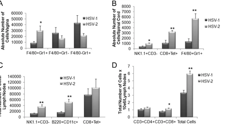 FIG 3 An increase in effector immune cell recruitment in the spinal cord of HSV-2-infected mice correlates with viral titers