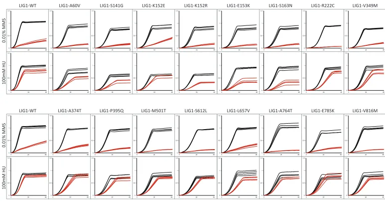 Figure S2. Growth curve replicates of cdc9∆ yeast strains expressing indicated human cDNAs in –Leu media at 30°C