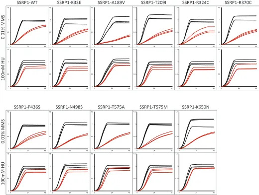Figure S3. Growth curve replicates of pob3∆ yeast strains expressing indicated human cDNAs in –Leu media at 30°C