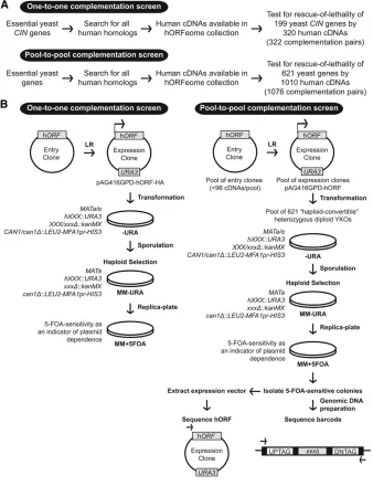 Figure 1 Overview of the experimental design