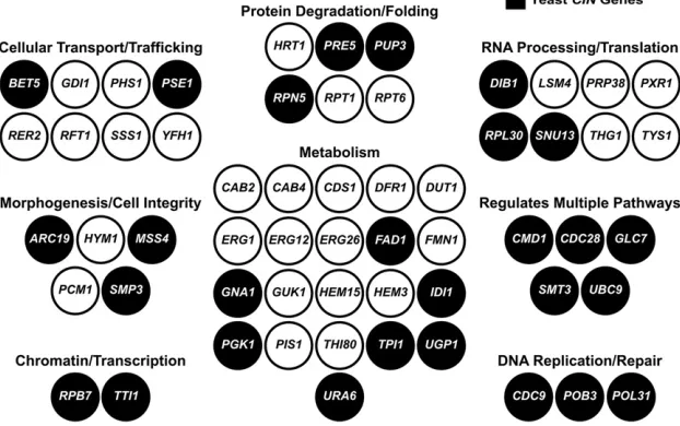 Figure 2 Essential yeast genes that are replaceable byhuman genes. A total of 58 yeast genes are representedby nodes and grouped according to cellular processes(Yeastmine)