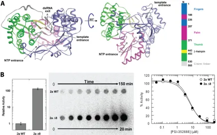 FIG 2 Chain termination of HCV NS5B 1bMaterials and Methods. The calculated IC �8. (A) RNA synthesis and chain termination by PSI-352666 for the HCV NS5B polymerase 1b �8 construct