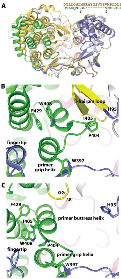FIG 3-hairpinloop.(A)Overlayofapreviouslydeterminedclosedcrystalstruc-determined here and colored as described forexcerpt explicitly depicts residues excised from thethe 2.5-Å-resolution crystal structure of genotype 2a HCV NS5Bwith a GG linker
