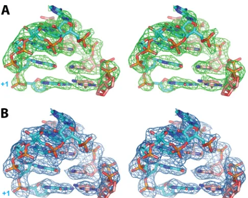 FIG 5 Relaxed-eye stereo view of omit electron density map |built (shown in green mesh) contoured at 3.0electron density map is shown in blue mesh contoured at 1.0Fo|-|Fc|, intowhich the symmetrical primer-template RNA1 5=-UACCG(3=-dG) model was � (A), and the ﬁnal 2|Fo|-|Fc| � (B).