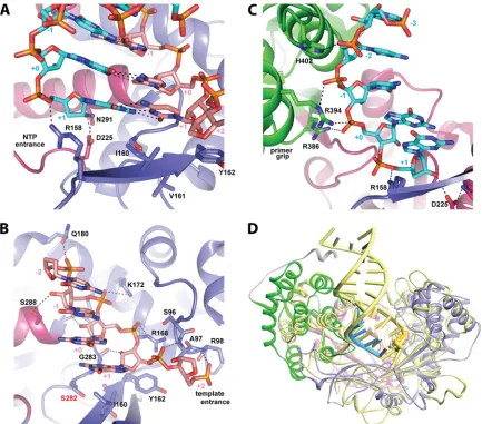 FIG 6 Primer-template recognition by HCV polymerase. (A) The nucleobase of the pairing nucleotide (�1) stacks on top of the highly conserved Ile160 whilebase pairing with the primer strand in the product, pretranslocation state
