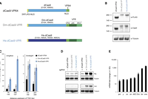 Figure 1 dCas9-VPR activates target gene expression in Drosophila S2R+ cells. (A) Schematics of the constructs tested in this study