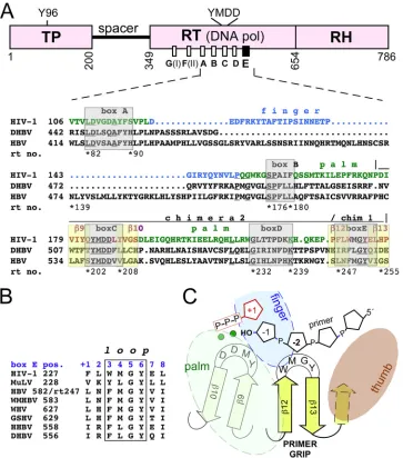 FIG 1 Relationship of hepadnaviral P proteins to other reverse transcriptases. (A) Domain structure, relative positions, and primary sequence of the conservedmotifs box A to box E in P proteins versus HIV-1 RT