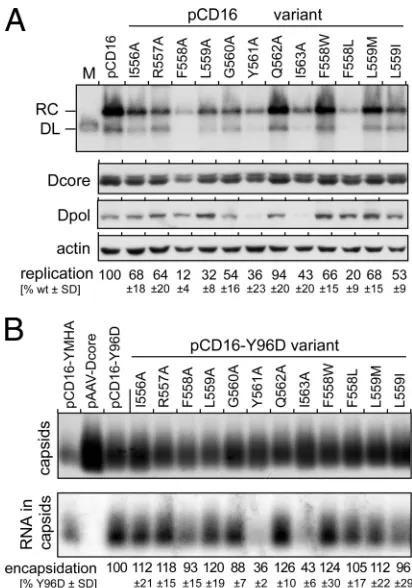 FIG 2 Distinct impact of box E mutations on overall replication and pgRNAencapsidation of DHBV