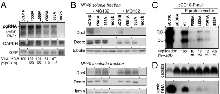 FIG 3 Box E nucleotide exchanges reduce replication at the P protein level but not at the pgRNA level