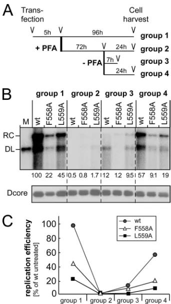 FIG 4 Box E mutations F558A and L559A affect the P protein’s DNA poly-merase activity
