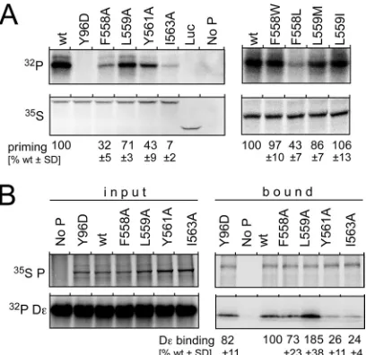 FIG 5 Differential impact of box E mutations onbinding of the DHBV P protein. (A)protein-priming-defective but Dlysates in the presence of [the indicated box E variants were in vitro priming and D� RNA In vitro priming