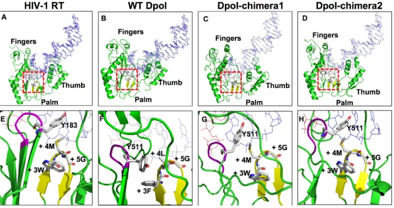 FIG 6 Replacement of box E, or box C to E, by the corresponding HIV-1 RTtein or its chimera 1 and 2 derivatives (pCDNA vector and transfection with the wt DHBV expression plasmid pCD16served as controls