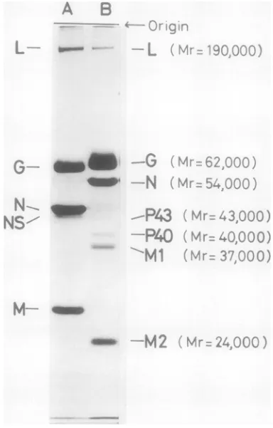 TABLE 4. Annealing experiment with 3H-labeled products of rabies viriona
