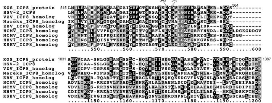 FIG 2 Transient complementation assay. HeLa cells were either mock trans-fected, transfected with an empty vector (pCI�), or transfected with plasmidsexpressing wild-type ICP8, the ICP8 d105 deletion mutant, or ICP8 with thecodons that encode the indicated