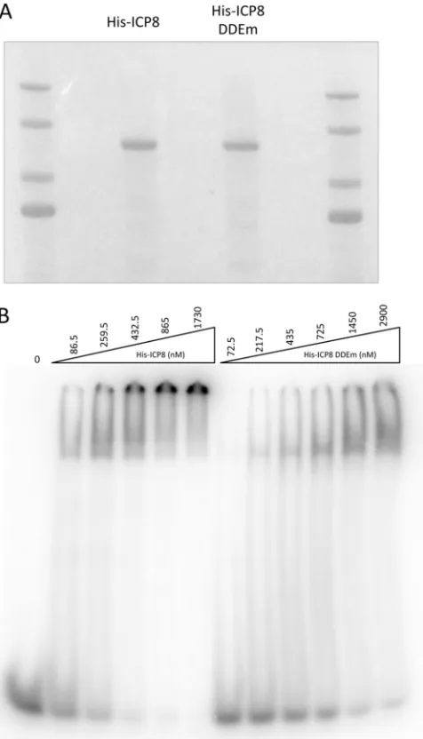 FIG 3 Effect of ICP8 DDE mutation on DNA binding. (A) His-tagged wild-type and DDE mutant ICP8 proteins were expressed from recombinant bacu-loviruses and were puriﬁed from infected Sf21 cells