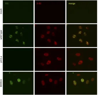 FIG 4 Effect of the ICP8 DDE mutation on recognition by the conformation-speciﬁc antibody 39S