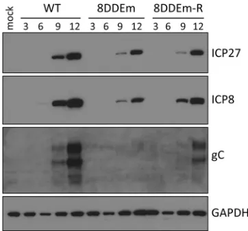 FIG 6 Effect of the ICP8 DDE mutation on viral DNA synthesis. Vero cellswere infected at an MOI of 10 PFU/cell with either wild-type HSV-1, the ICP8DDEm mutant, the 8DDEm-R rescued virus, or the ICP8 mutant pm1.a,which is defective for DNA binding and repl