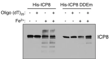 FIG 8 Effect of the DDE mutation on iron-dependent cleavage of ICP8. Pu-