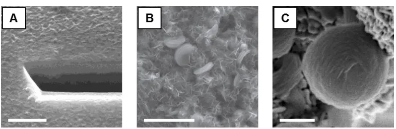 Figure 1.4: Typical morphologies of Li2platelet (scale bar: 1 µm), and (C) toroid (scale bar: 300 nm)