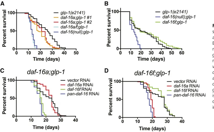 Figure 4 Effects ofanimals lacking a germline. (A and B)Effects ofmutations on life spans of germline-ablatedglp-1(e2141)required for daf-16a- and daf-16f-speciﬁc mutations and RNAi on life span in daf-16a (A) and daf-16f (B) animals
