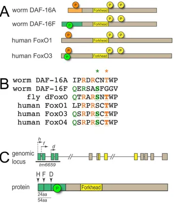Figure S1   DAF-16/FoxO protein isoforms. (A) Protein schematic comparing C. elegans DAF-16A 