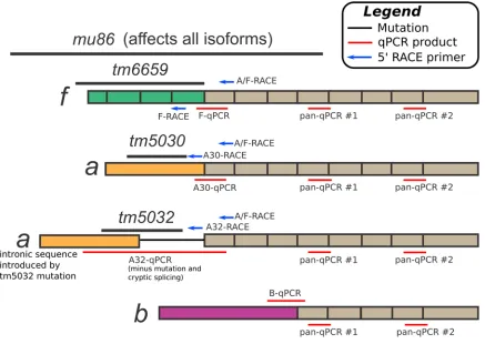 Figure S3   Overview of strategy for characterizing daf-16/FoxO transcripts in isoform-specific 