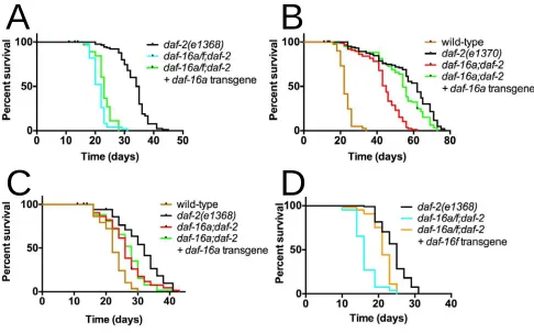 Figure S9   Rescue of life span phenotypes by single-copy transgenes in the daf-2(e1368) 