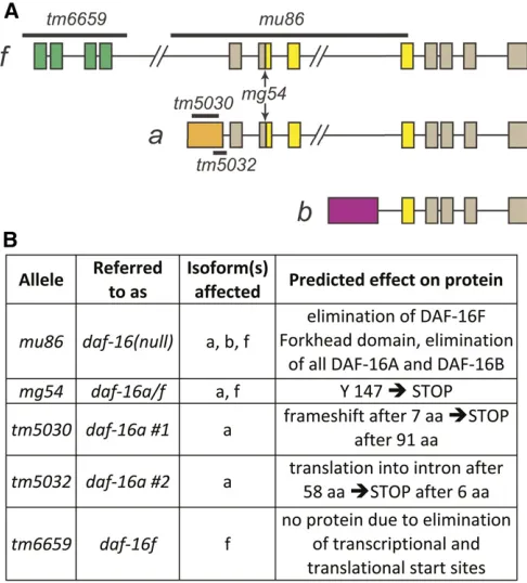 Figure 1 daf-16/FoxOFoxOunique N-terminal exons (green and orange) and Forkhead domains(yellow) that correspond to DAF-16/FoxO protein domains in isoforms and isoform-speciﬁc mutations