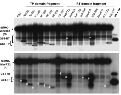 FIG 8 trans-priming from TP and RT domain fragments by MiniRT2. The